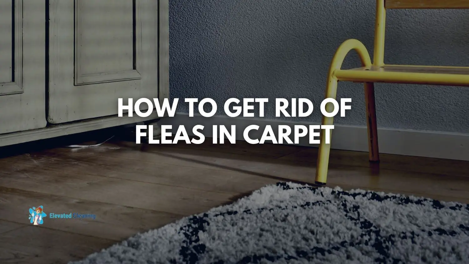 How To Get Rid Of Fleas In Carpet Elevated Cleaning Services